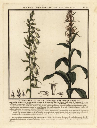 Olkihanska, Digitalis lutea. tekijältä Unbekannter Künstler
