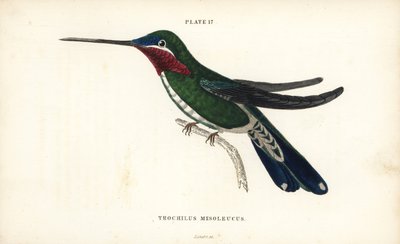 Raitakihu, Heliomaster squamosus (Valkoraidallinen kolibri, Trochilus mesoleucus). William Lizarsin käsin väritetty teräskaiverrus Sir William Jardinen Naturalist