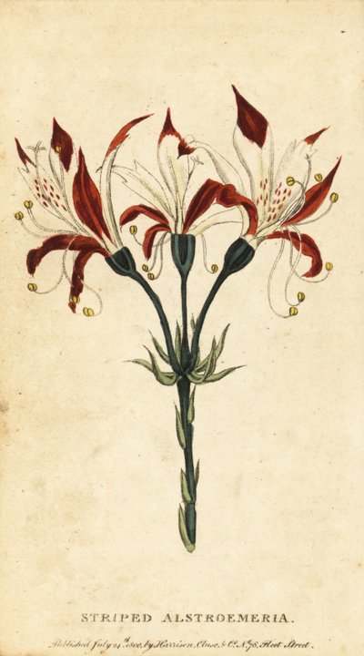 Raidallinen alstroemeria, Alstroemeria ligtu. ,1800 (kaiverrus) tekijältä Unbekannter Künstler