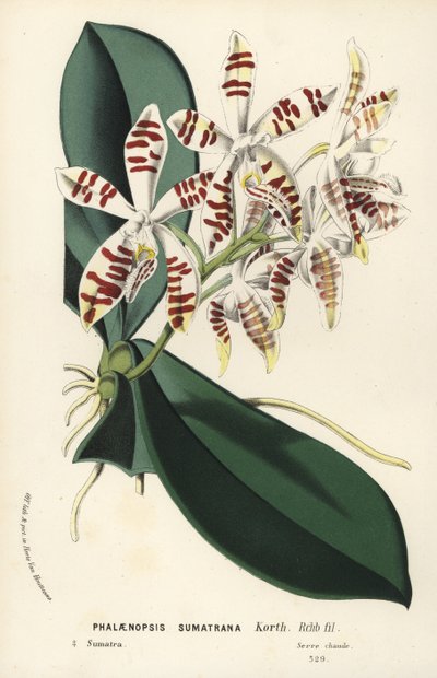 Sumatran phalaenopsis orkidea, Phalaenopsis sumatrana. Käsin väritetty litografia Louis van Houtten ja Charles Lemairen teoksesta Flowers of the Gardens and Hothouses of Europe, Flore des Serres et des Jardins de l
