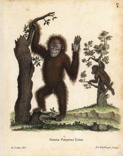 Sumatran oranki, Pongo abelii. Kriittisesti uhanalainen. Käsin värjätty kuparipiirros R. Oakesin kuvituksen mukaan Johann Christian Daniel Schreberin teoksesta Animal Illustrations after Nature, or Schreber