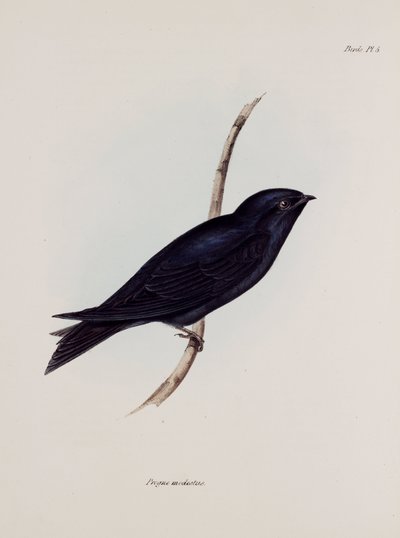 Swallow tai Martin, Etelä-Amerikka, n. 1832-1836 tekijältä Unbekannt
