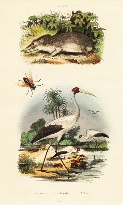 Tenrec, haikara ja hevoskärpänen., 1834-1839 (kaiverrus) tekijältä Unbekannter Künstler