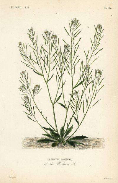Thale krassi, hiirikorvakrassi tai arabidopsis, Arabidopsis thaliana, Arabis thaliana, Arabette rameuse tekijältä Unbekannt