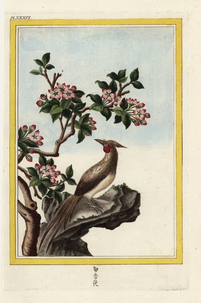 Kiinan omenapuu. Kiinalainen omena, Malus prunifolia. Käsinväritetty etsaus Pierre Joseph Buchozin teoksesta "Precious and illuminated collection of the most beautiful and curious flowers, grown both in the gardens of China and in those of Europe, Paris". tekijältä Unbekannter Künstler