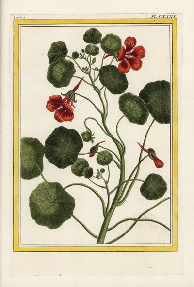Kapusiini. Puutarhakastikka, Tropaeolum majus. Käsinväritetty etsaus Pierre Joseph Buchozin teoksesta "Precious and illuminated collection of the most beautiful and curious flowers, grown both in the gardens of China and in those of Europe, Paris". tekijältä Unbekannter Künstler