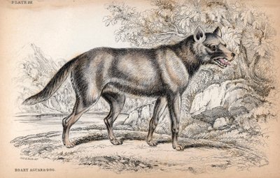 Chenu-kettu eli Brasilian kettu, Lycalopex vetulus - Eversti Charles Hamilton Smithin litografia Naturalist