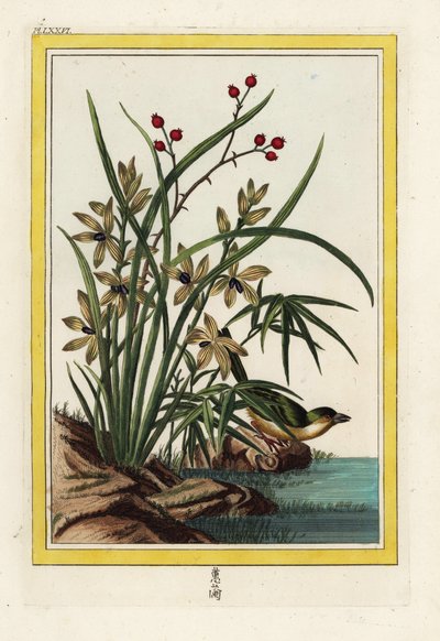 Kiinan Elleborin. Helleborine-orkidea, Cephalanthera longifolia. Pierre Joseph Buchozin käsin värjätty etsaus "Arvokas ja valaistu kokoelma kauneimmista ja kummallisimmista kukista, joita kasvatetaan sekä Kiinan että Euroopan puutarhoissa, tekijältä Unbekannter Künstler
