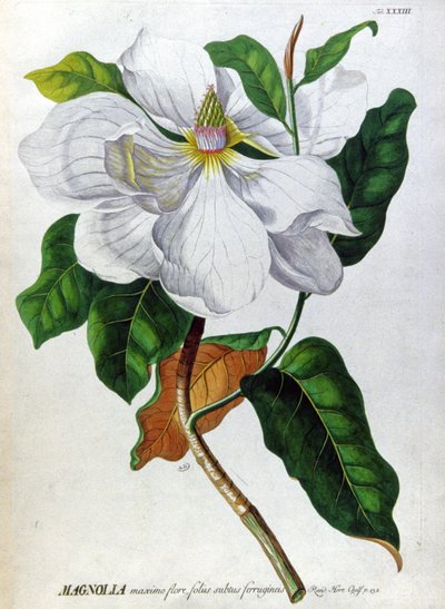 Magnolia tekijältä Unbekannter Künstler