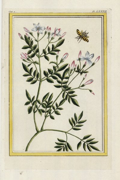 Espanjalainen jasmiini. Espanjalainen jasmiini, Jasminum grandiflorum. Käsinväritetty etsaus Pierre Joseph Buchozin teoksesta "Precious and illuminated collection of the most beautiful and curious flowers, grown both in the gardens of China and in those of tekijältä Unbekannter Künstler