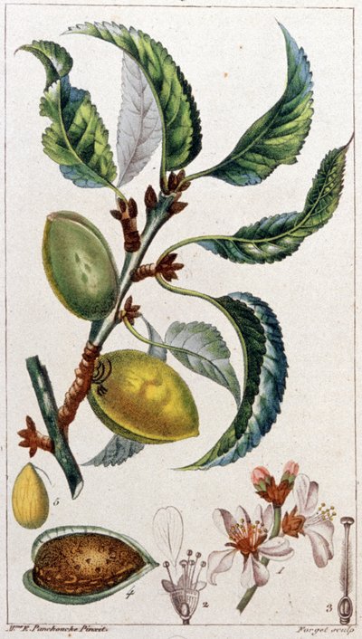 Mantelipuu, n. 1801-1850 (kaiverrus). tekijältä Unbekannter Künstler