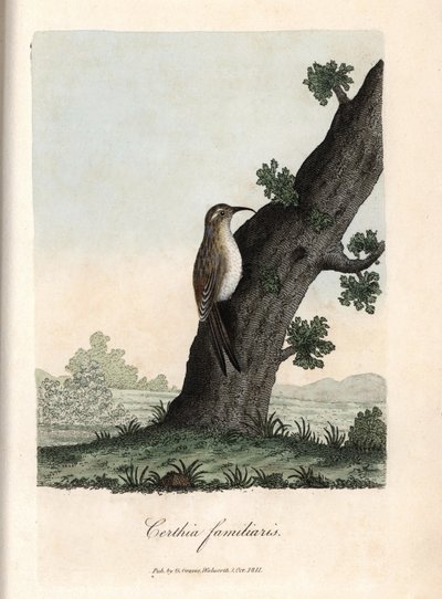 Metsän kiipeilijä. George Gravesin värillinen kuparikaiverrus, British Ornithology -teoksessa. tekijältä Unbekannter Künstler