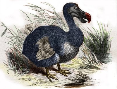Dodo tekijältä Unbekannter Künstler