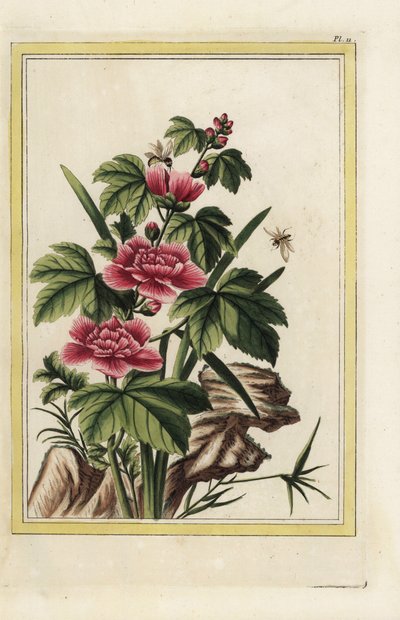 Purppuranpunaisella puulla on ruumiillistuneet kukat. Ruusumalva, Hibiscus syriacus. Pierre Joseph Buchozin käsin värjätty etsaus "Arvokas ja valaistu kokoelma kauneimmista ja kummallisimmista kukista, joita kasvatetaan sekä Kiinan että Euroopan puutarhois tekijältä Unbekannter Künstler