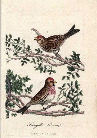 Sizerin tai pieni linotte. George Gravesin värillinen kuparikaiverrus, British Ornithology -teoksessa. tekijältä Unbekannter Künstler