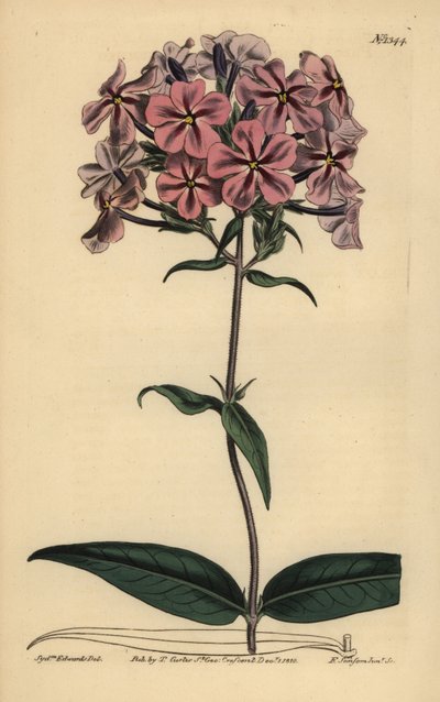 Paksulehtinen floksi, Phlox carolina (karkeavartinen lychnidea) tekijältä Unbekannt