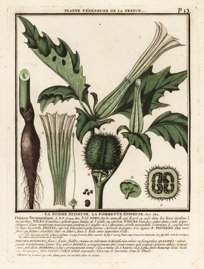 Piikkiomena, Datura stramonium. tekijältä Unbekannter Künstler