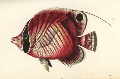 Perhokalastus, Chaetodon auriga (punaraitainen perhokalastus, Chaetodon setifer). Richard Polydore Nodderin piirtämä ja kaiverrettu kuvitus. Käsinväritetty kuparikaiverrus George Shaw