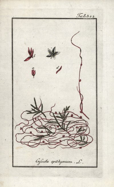 Timjami- tai pikkukukka-artisokka (Cuscuta epithymum). Litografia Johannes Zornin (1739-1799) Alankomaiden teoksesta "Afbeelding der Artseny-Gewassen". tekijältä Unbekannter Künstler
