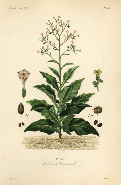 Tupakkakasvi, Nicotiana tabacum, Tabac tekijältä Unbekannt