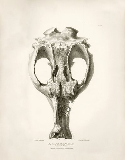Toxodon Crane, esihistoriallinen eläin, jonka Charles Darwin löysi Uruguayn Montevideon läheltä Beagle-aluksella tekemänsä tutkimusmatkan aikana. Kapteeni Fitzroyn komennossa vuosina 1832-1836 olleen H.M.S. Beaglen matkan eläintiede, toim. ja tekijältä Unbekannter Künstler