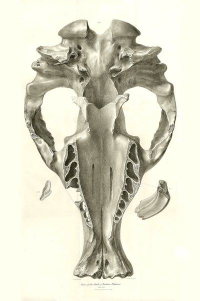 Toxodon Crane, esihistoriallinen eläin, jonka Charles Darwin löysi Uruguayn Montevideon läheltä Beagle-aluksella tekemänsä tutkimusmatkan aikana. Kapteeni Fitzroyn komennossa vuosina 1832-1836 olleen H.M.S. Beaglen matkan eläintiede, toim. ja tekijältä Unbekannter Künstler