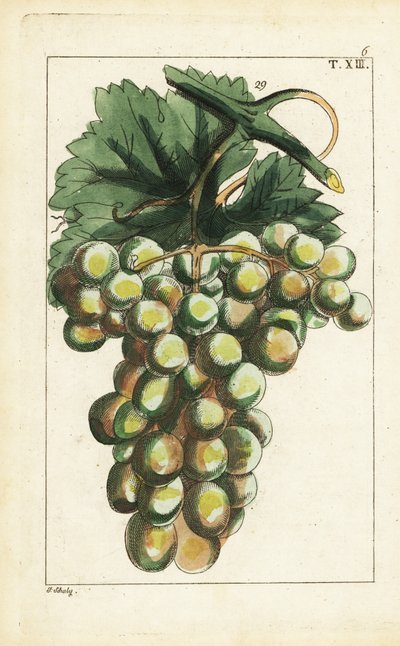 Traminar-rypälelajike, Vitis vinifera. tekijältä Unbekannter Künstler