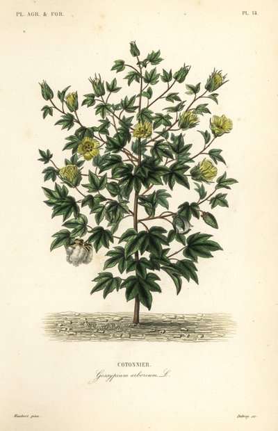Puupuuvilla, Gossypium arboreum, Cotoninier tekijältä Unbekannt