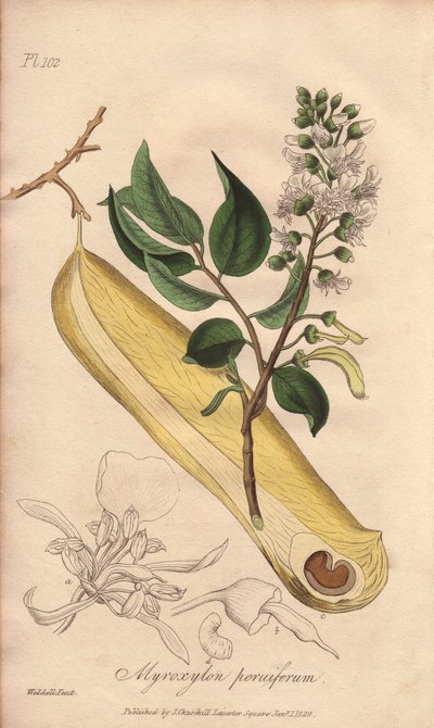 Tree of Fevers (Myroxylon peruiferum) - William Clarken vahva vesi kuvittaa John Stephensonin ja James Morss Churchillin "Medical Botanical, Description of the Medicinal Plants of London, Edinburgh and Dublin", jonka John Church julkaisi Lontoossa. tekijältä Unbekannter Künstler