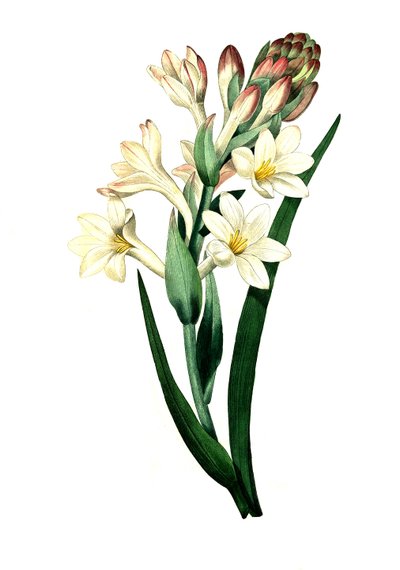 Tuberoosi, Agave amica (Agave polianthes), digitaalinen jäljennös alkuperäisestä taideteoksesta 1700-luvulta. tekijältä Unbekannter Künstler