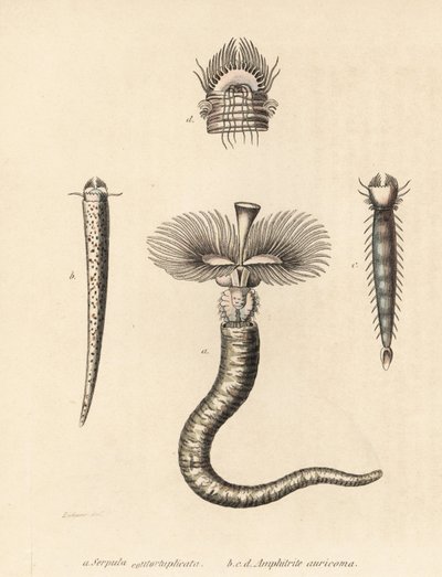 Putkimato, Serpula vermicularis (Serpula contortuplicata), ja viuhkamato, Amphictene auricoma (Amphitrite auricoma). Gebhartin käsin värittämä litografia Zehnerin kuvituksen jälkeen Georg Friedrich Treitschken luonnonhistoriallisesta galleriasta, Naturhist tekijältä Unbekannter Künstler