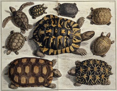 Kilpikonnat: Albert Seban teoksesta "Locupletissimi Rerum Naturalium", noin 1750 (käsin väritetty kaiverrus). tekijältä Unbekannter Künstler