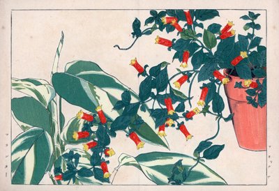 Kaksivärinen manettie ruukussa ja dicadame tai yrtti nuolilla. Tulipunainen viiniköynnös, Manettia bicolor, kukkaruukussa ja nuolijuuri, Maranta arundinacea. Käsivärinen puupiirros Konan Tanigamin teoksesta "Seiyou Sokazufu" (Pictorial Album of Western Pla tekijältä Unbekannter Künstler