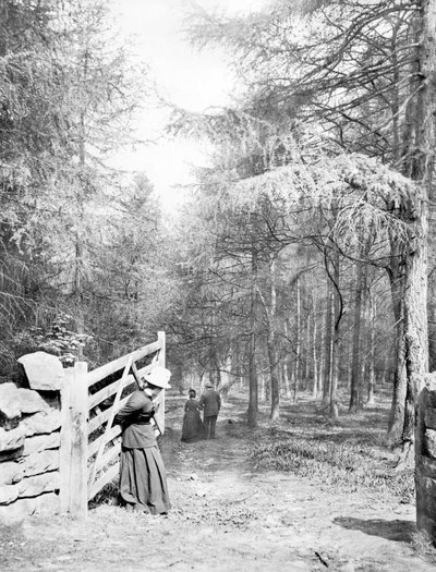 Iso-Britannia: Eaton Woods, c1890 tekijältä Unbekannt
