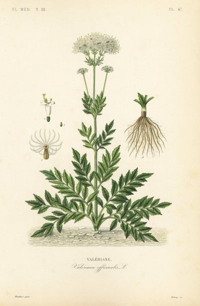 Valerian, Valeriana officinalis, Valeriane tekijältä Unbekannt