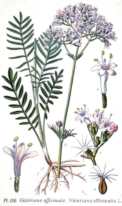 Valerian officinale, noin 1880-1900 (kaiverrus). tekijältä Unbekannter Künstler