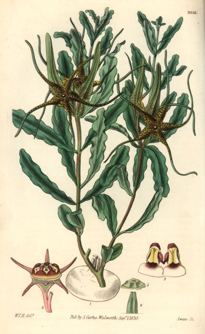 Brachystelma (Brachystelma crispum) - William Jackson Hooperin (1785-1865) kuvitus, Swanin kaiverrus, William Curtisin kasvitieteellistä lehteä varten. tekijältä Unbekannter Künstler