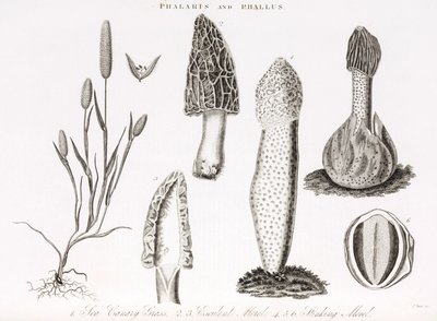 Lajike ruohoa ja vesiphallus des champignons morillea tekijältä Unbekannt