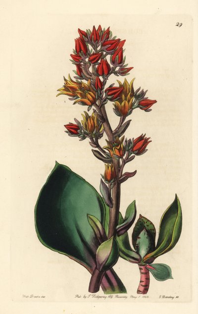 Echeverian muunnos (Amerikan mehikasvi) - Terävälehtinen Echeveria, Echeveria acutifolia. George Barclayn käsin värjätty kuparipiirros Miss Sarah Draken kuvituksen mukaan, joka on peräisin John Lindleyn toimittamasta Edwards