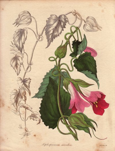 Lophospermum-muunnos (L.Scandens), kiipeilykasvi, jolla on vaaleanpunaisia ja violetteja kukkia. Batesin löytämä laji, joka on hyvin yleinen Meksikon pensaissa. Tämä kasvi on kasvanut Charles Tayleuren kokoelmassa, ja se oli läsnä Livin kasvitieteellisessä tekijältä Unbekannter Künstler