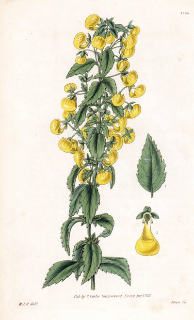 Calceolaria-muunnos eli pieni tossu tai naisten kukkaro - kapealehtinen tossujalka, Calceolaria angustiflora. Joutsenen käsin tekemä kuparikaiverrus William Jackson Hookerin kuvituksen mukaan Samuel Curtisin "Botanical Magazine" -lehdestä, Lontoo. tekijältä Unbekannter Künstler