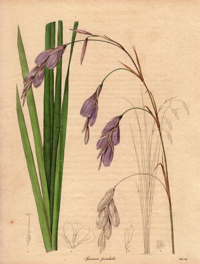 Irislajin (Sparaxis pendula) muunnos, jota kutsutaan Harlekiinikukaksi, on kotoisin Etelä-Afrikasta, ja sillä on lilanväriset roikkuvat kukat.R. Millsin (toiminut 1836-1842) kuvitus teoksessa The Botanist, joka ilmestyi Benjamin Maundin julkaisemassa viide tekijältä Unbekannter Künstler