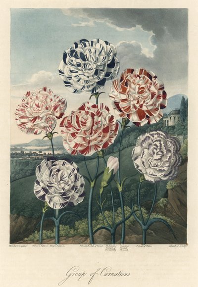 Lajikkeet Common Carnations (tai Florist Carnations tai Clove Carnations) Vahvaa vettä, poimittu The Temple of Flora, Dr. Robert Thornton (1768-1837) tekijältä Unbekannter Künstler
