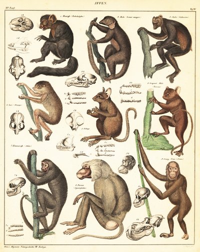 Apinoiden lajikkeet. ,1841 (litografia) tekijältä Unbekannter Künstler
