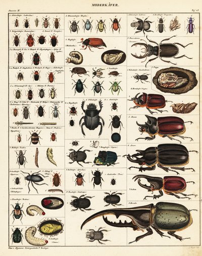 Kuoriaisten lajikkeet., 1841 (litografia) tekijältä Unbekannter Künstler