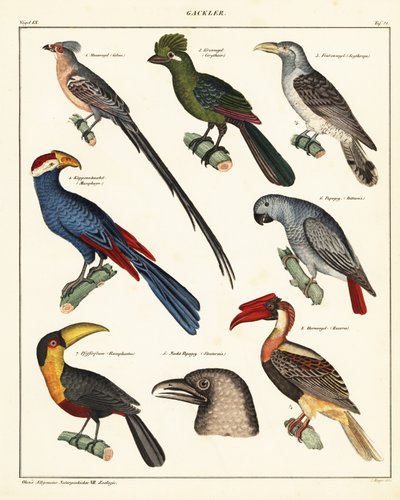 Lintulajikkeet., 1841 (litografia) tekijältä Unbekannter Künstler