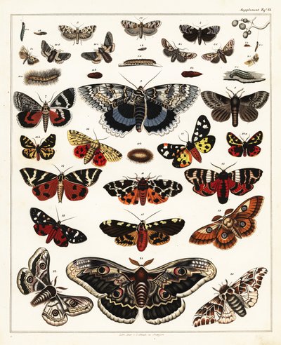 Perhosten, perhosten jne. lajikkeet, 1841 (litografia) tekijältä Unbekannter Künstler