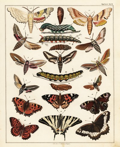 Perhosten, perhosten jne. lajikkeet, 1841 (litografia) tekijältä Unbekannter Künstler