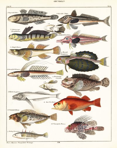 Kalalajikkeet., 1841 (litografia) tekijältä Unbekannter Künstler