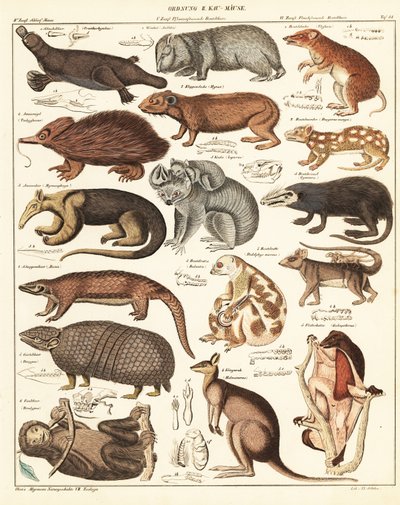 Pussieläinten lajikkeet. ,1841 (litografia) tekijältä Unbekannter Künstler
